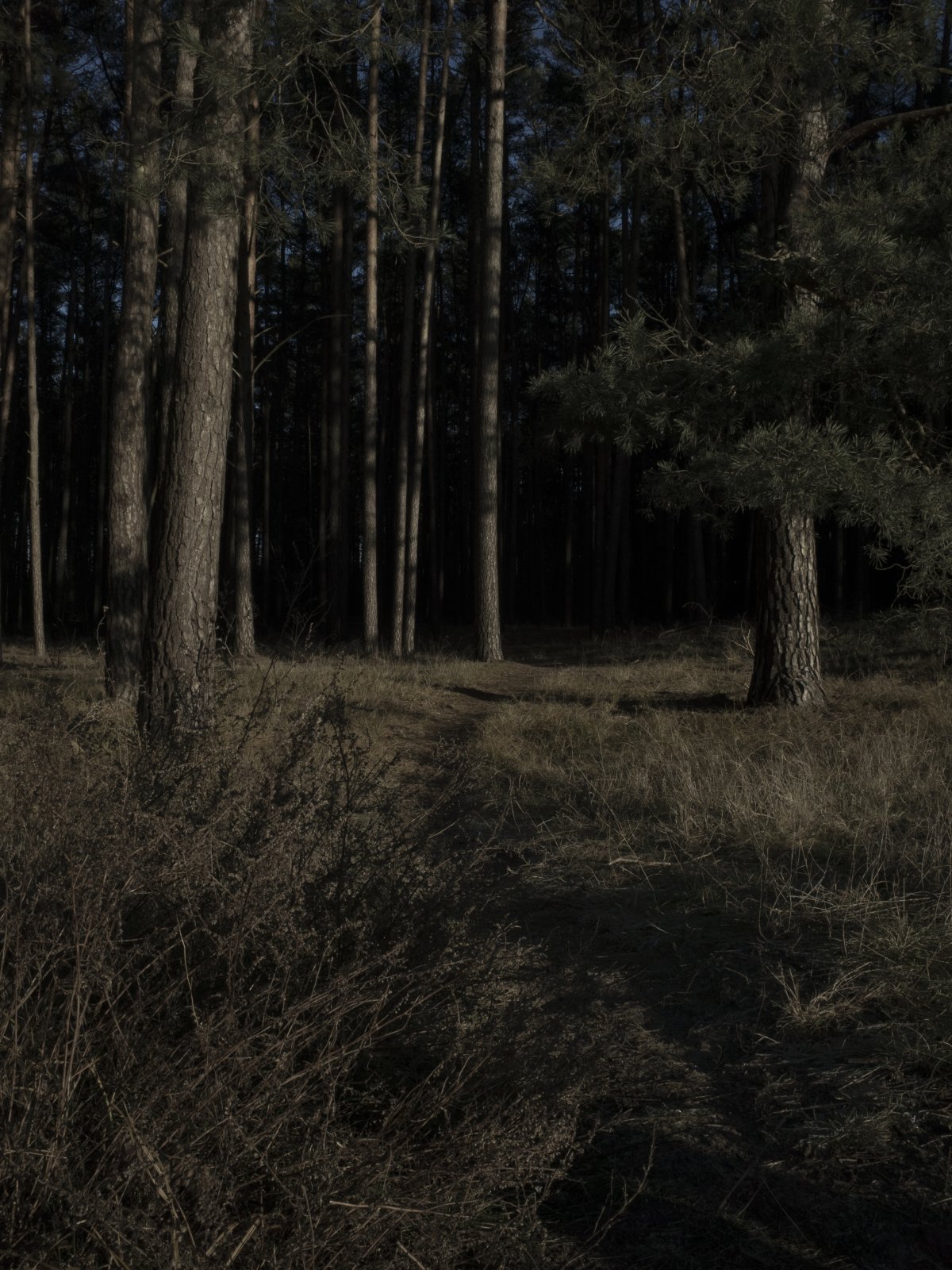 dunkler Wald