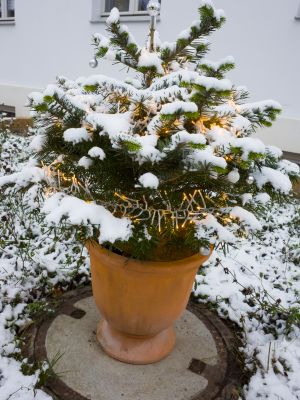 Winter im Kübel